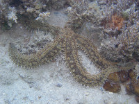 Marthasterias glacialis