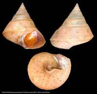Calliostoma granulatum