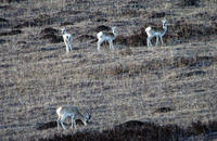 Image of: Procapra picticaudata (Tibetan gazelle)