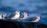 Calidris alba - Sanderling