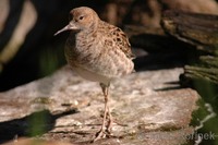 Philomachus pugnax - Ruff