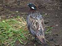 Pucrasia macrolopha - Koklass Pheasant