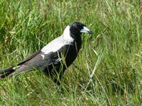 Gymnorhina tibicen - Australian Magpie