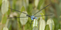 Image of: Lestes eurinus