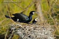 Phalacrocorax carbo - Cormorant