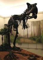 Carnotaurus sastrei