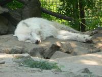 Canis lupus tundrarum - Polar Wolf