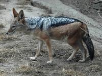 Canis mesomelas - Black-backed Jackal