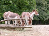 Equus kiang holdereri - Eastern Kiang