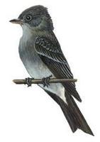 Image of: Contopus sordidulus (western wood pewee)