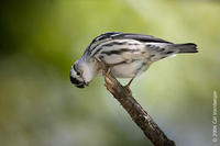 Image of: Mniotilta varia (black-and-white warbler)