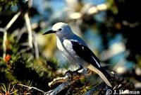 Image of: Nucifraga columbiana (Clark's nutcracker)