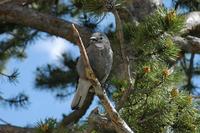 Image of: Nucifraga columbiana (Clark's nutcracker)