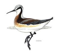 Image of: Phalaropus tricolor (Wilson's phalarope)