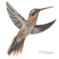 Image of: ramphodon naevius (saw-billed hermit)