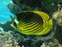 Chaetodon fasciatus - Diagonal Butterflyfish