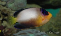 Centropyge multicolor - Multicolor Angelfish