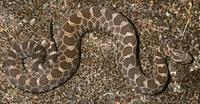 Image of: Sistrurus catenatus (eastern massasauga rattlesnake)