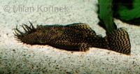 Ancistrus dolichopterus - Bluechin Xenocara