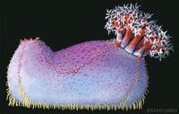 Image of: Pseudocolochirus violaceus