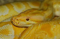 Python molurus bivittatus - Burmese Rock Python