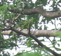 Green Racquet-tail - Prioniturus luconensis
