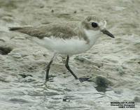 Lesser Sand Plover - Charadrius mongolus