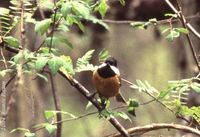 Pere David's Tit - Parus davidi