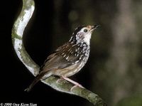 Striped Wren Babbler - Kenopia striata