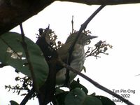 Streaked Bulbul - Ixos malaccensis