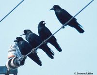 Rook - Corvus frugilegus