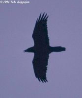 Brown-necked Raven - Corvus ruficollis