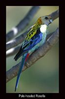 Pale-headed Rosella