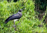 Horned Screamer - Anhima cornuta