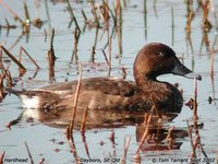 White-eyed Duck - Aythya australis