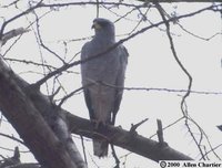 Eastern Chanting-Goshawk - Melierax poliopterus