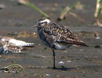 American Golden-Plover - Pluvialis dominica