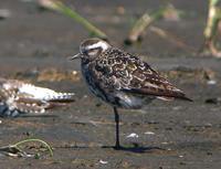 American Golden-Plover - Pluvialis dominica