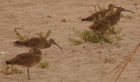 Whimbrel - Numenius phaeopus