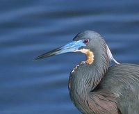 Tricolored Heron (Egretta tricolor) photo