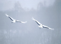 Red-crowned (Japanese) Crane (Grus japonensis) photo