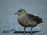 South Polar Skua (Catharacta maccormicki) photo