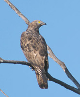 European Honey-Buzzard (Pernis apivorus) photo