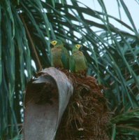 Red-bellied Macaw - Orthopsittaca manilata