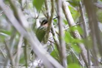 Hook-billed Hermit - Glaucis dohrnii