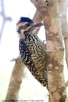 Striped Woodpecker - Picoides lignarius