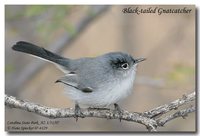 Black-tailed Gnatcatcher - Polioptila melanura