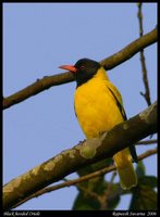 Black-hooded Oriole - Oriolus xanthornus