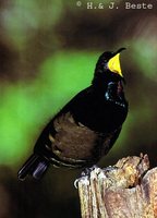 Victoria's Riflebird - Ptiloris victoriae