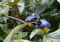 Hooded Mountain-Tanager - Buthraupis montana